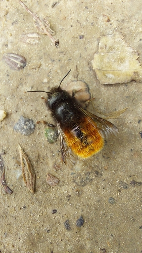 European Orchard Bee, 6301 GZ Valkenburg, Nederland, photo 6 of 10