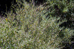 Cercocarpus betuloides betuloides