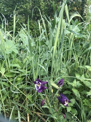 Aquilegia atrata