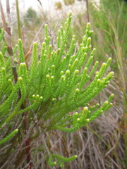 Brunia paleacea
