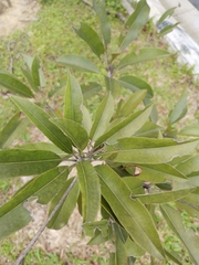 Corokia buddleioides