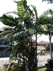 Archontophoenix cunninghamiana
