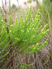 Brunia paleacea