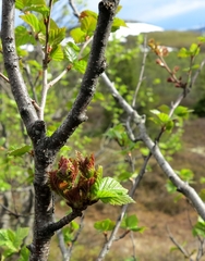Betula pubescens pumila