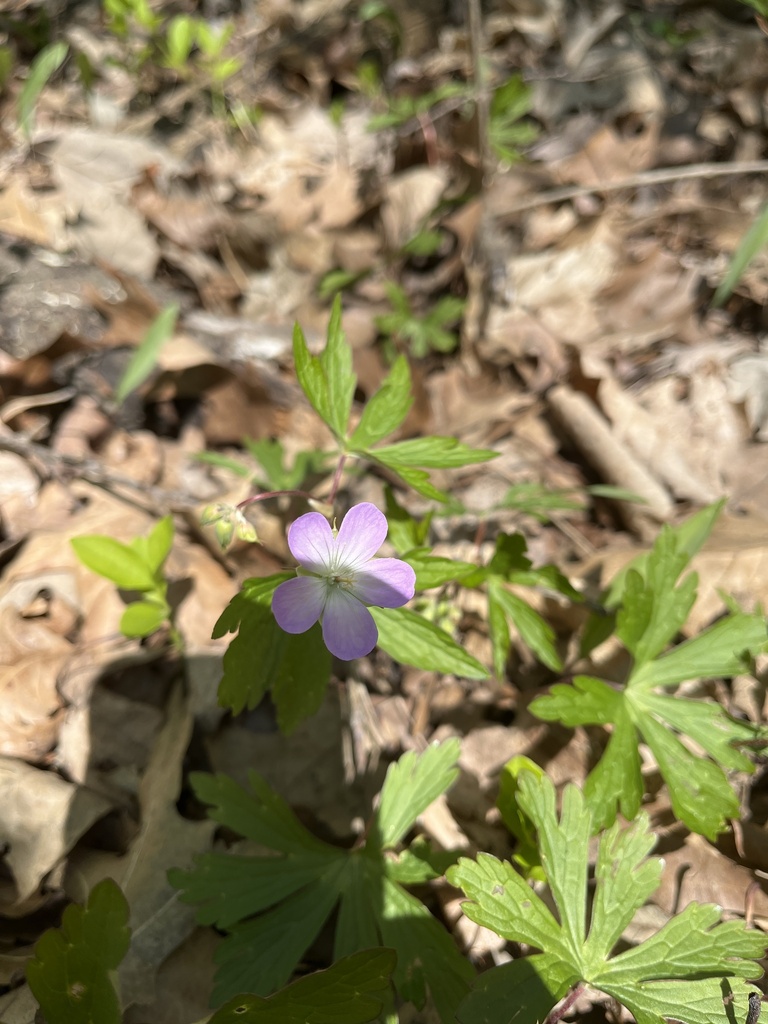 wild geranium from Perrysburg, OH, US on April 22, 2024 at 01:03 PM by ...