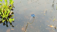 Rhyothemis triangularis