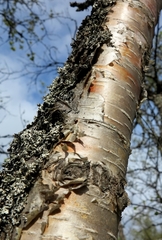 Betula pubescens pumila