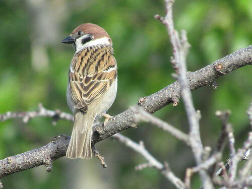 Gorrión molinero (Passer montanus)