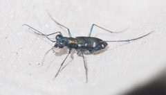 Cylindera decolorata