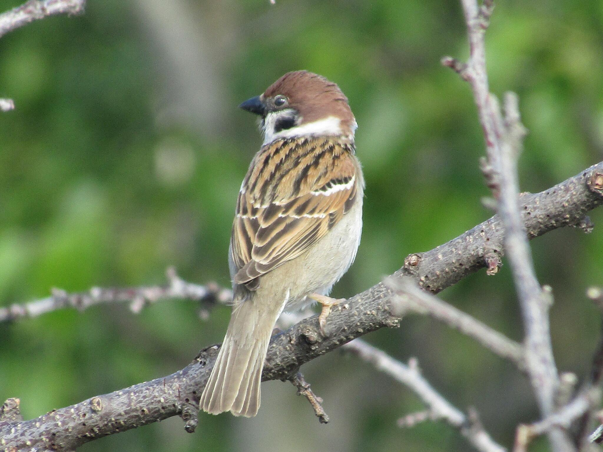 Eurasian Tree Sparrow (Passer montanus)