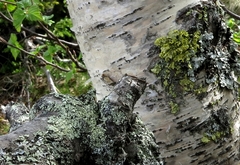 Betula pubescens pumila