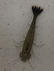 Crangon franciscorum