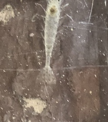 Crangon franciscorum