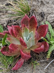 Dudleya palmeri
