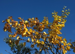 Betula pubescens pumila