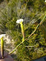 Lachnaea capitata