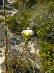 Lachnaea capitata