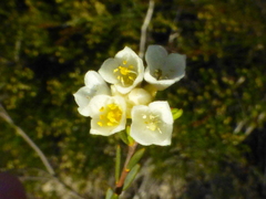 Lachnaea capitata