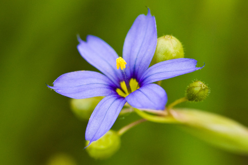 Blue-eyed Grass