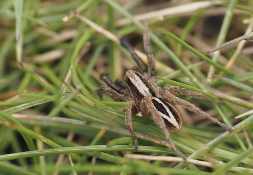 Dikpootpanterspin, Wanstead Flats, London, England, GB, photo 9 of 10