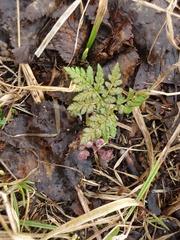 Sceptridium robustum