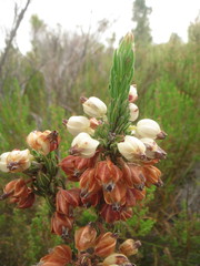Erica grisbrookii