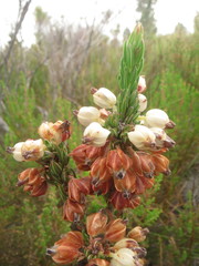 Erica grisbrookii
