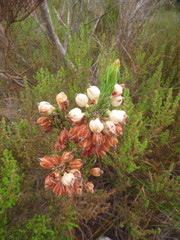 Erica grisbrookii