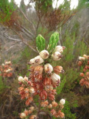 Erica grisbrookii