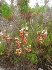Erica grisbrookii