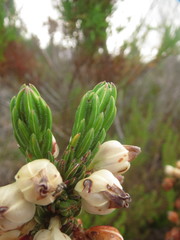 Erica grisbrookii