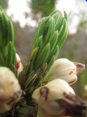 Erica grisbrookii