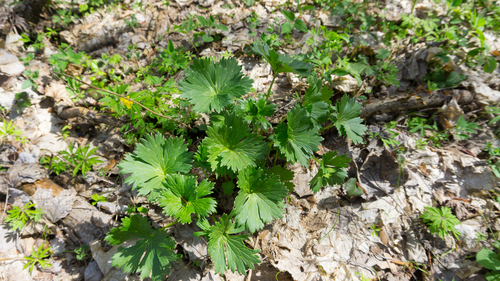 Aconitum lasiostomum Rchb.