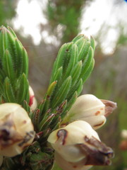 Erica grisbrookii
