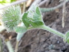 Trifolium microcephalum
