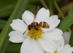 Euodynerus pratensis