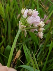 Allium hickmanii
