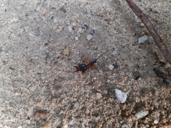 Macrotermes carbonarius