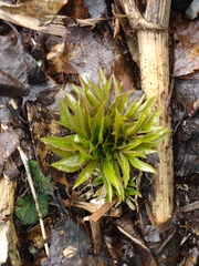 Angelica ursina