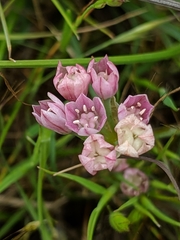 Allium hickmanii