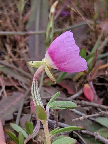 Prostrate clarkia (Clarkia prostrata)