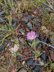 Clarkia prostrata