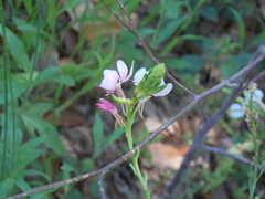 Oenothera sinuosa