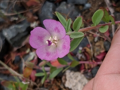 Clarkia prostrata