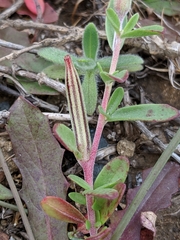 Clarkia prostrata