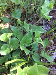 Matelea cynanchoides