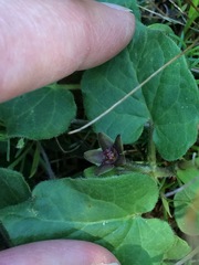 Matelea cynanchoides