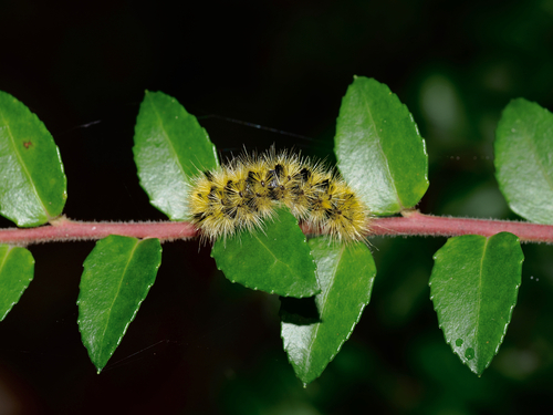 Silver-spotted Tiger Moth
