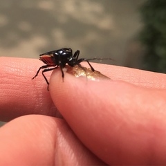 Ectrychotes andreae