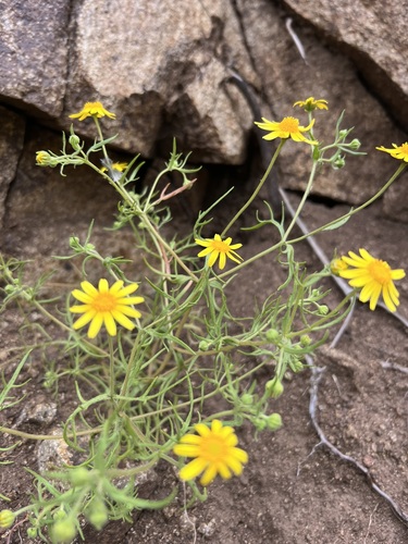 Lasthenia coronaria (Nutt.) Ornduff